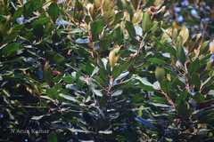 Sideroxylon ferrugineum